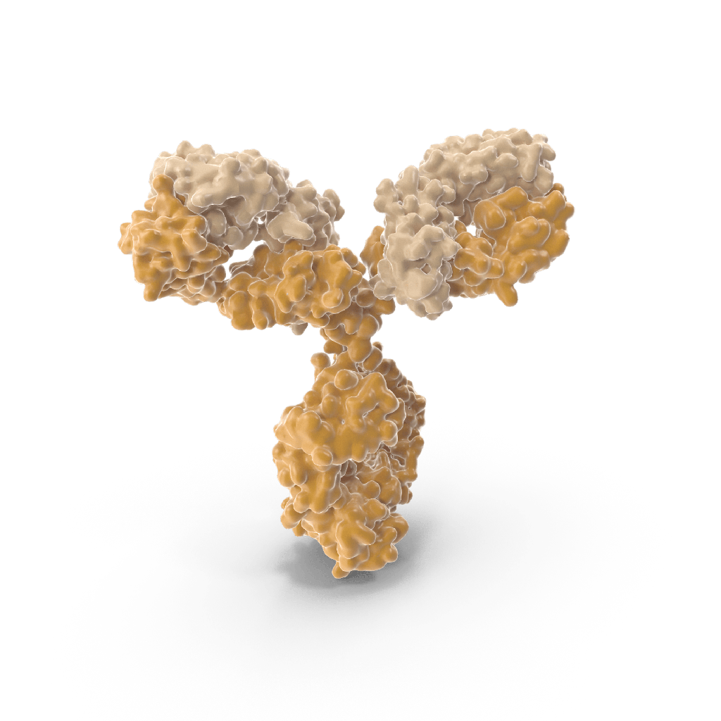 ExoAb Antibody Kit  CD9, CD63, CD81, Hsp70 antibodies, rabbit antisize:human  with goat antisize:rabbit HRP secondary antibody size: 25 µL each